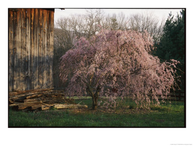 A Japanese Weeping Cherry Tree Blooms Beside An Old Barn by George F. Mobley Pricing Limited Edition Print image
