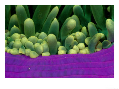 A Close View Of A Magnificent Sea Anemone by Wolcott Henry Pricing Limited Edition Print image