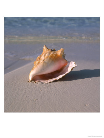 Conch Shell On The Sand by John James Wood Pricing Limited Edition Print image