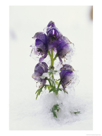 Blue Monkshood Flowers In Ice, Berchtesgaden National Park, Germany by Norbert Rosing Pricing Limited Edition Print image