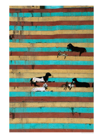 Goats Resting On The Tulsi Ghats, Varanasi, Uttar Pradesh, India by Anders Blomqvist Pricing Limited Edition Print image