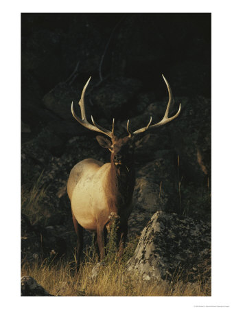 Portrait Of A Bull Elk With Large Antlers by Michael S. Quinton Pricing Limited Edition Print image