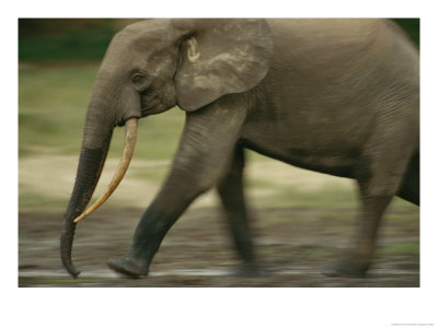 Panned View Of An Adult Forest Elephant Walking by Michael Fay Pricing Limited Edition Print image