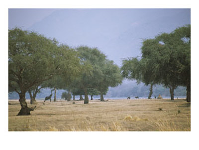 Ana Trees With Browsing Elephants by Beverly Joubert Pricing Limited Edition Print image
