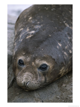 A Close View Of A Young Elephant Seal by Gordon Wiltsie Pricing Limited Edition Print image