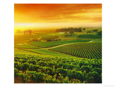 Vineyard, Hunter Valley, Australia by Peter Walton Pricing Limited Edition Print image