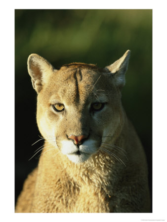 A Portrait Of A Mountain Lion by Norbert Rosing Pricing Limited Edition Print image