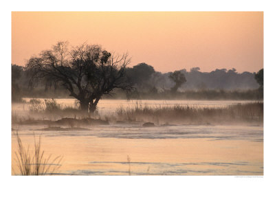 Early Morning Mist Rises Off The Zambezi River, Zambezi National Park, Matabeleland North, Zimbabwe by Ariadne Van Zandbergen Pricing Limited Edition Print image
