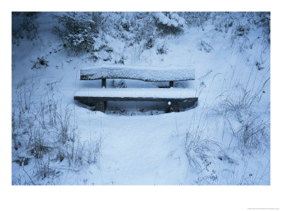 A Snow-Covered Bench In The Black Forest In Germany by Taylor S. Kennedy Pricing Limited Edition Print image