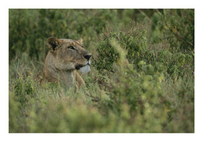 Profile Portrait Of An African Lioness In A Grassy Landscape by Roy Toft Pricing Limited Edition Print image