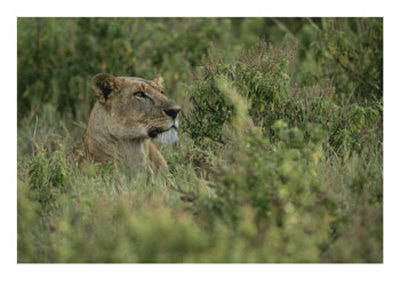 Profile Portrait Of An African Lioness In A Grassy Landscape by Roy Toft Pricing Limited Edition Print image