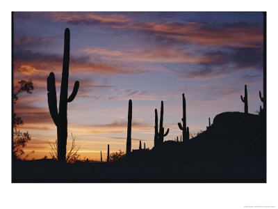 Saguaro Cacti Are Silhouetted Against The Sky by George F. Mobley Pricing Limited Edition Print image