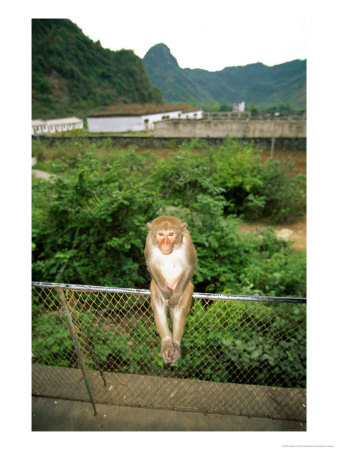 Monkey On A Fence At Baiyu Cavern by Raymond Gehman Pricing Limited Edition Print image