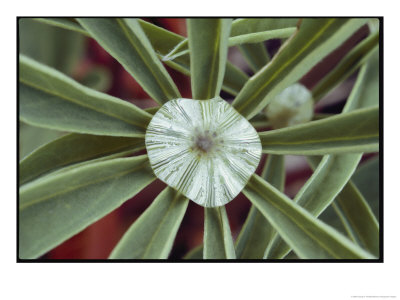 A Close-Up Of A Raindrop In The Center Of A Lupine Leaf by George F. Mobley Pricing Limited Edition Print image