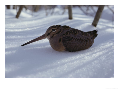 A Woodcock Sits In The Snow by Bill Curtsinger Pricing Limited Edition Print image