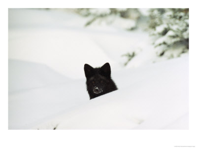 A Red Fox In Its Silver Fox Phase During Winter by Norbert Rosing Pricing Limited Edition Print image