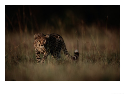 An African Cheetah Prowls Through The Tall Grass by Chris Johns Pricing Limited Edition Print image