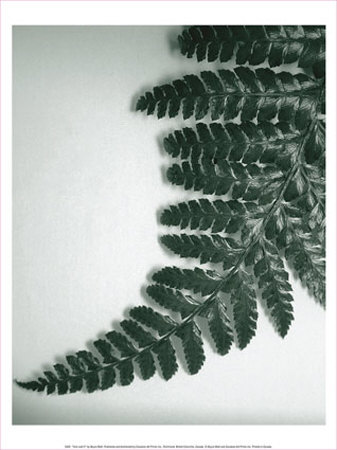 Fern Leaf Ii by Boyce Watt Pricing Limited Edition Print image