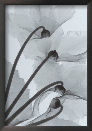 Cyclamen Study No.4 by Steven N. Meyers Pricing Limited Edition Print image