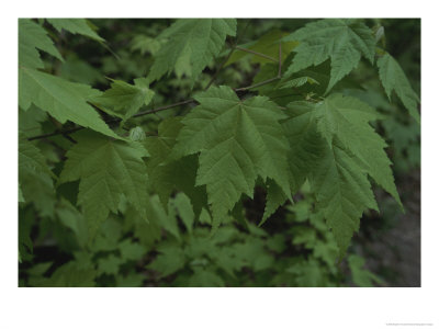 Fresh Spring Leaves Hang On A Maple Tree by Stephen Alvarez Pricing Limited Edition Print image