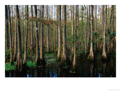 The Dense And Sub-Tropical Jungle Of Highland Hammock State Park, Highland Hammock State Park by Mark Newman Pricing Limited Edition Print image