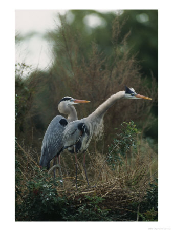 Pair Of Great Blue Herons Stand Beside Their Nest by Klaus Nigge Pricing Limited Edition Print image