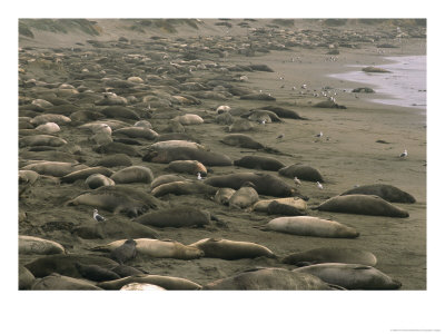 Elephant Seals Bask Along Californias Shoreline by Phil Schermeister Pricing Limited Edition Print image