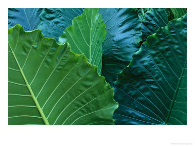 A Close View Of Tropical Leaves At A Hotel In Cozumel by Michael Melford Pricing Limited Edition Print image
