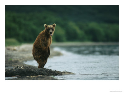A Brown Bear Standing At Waters Edge With Tongue Sticking Out by Klaus Nigge Pricing Limited Edition Print image