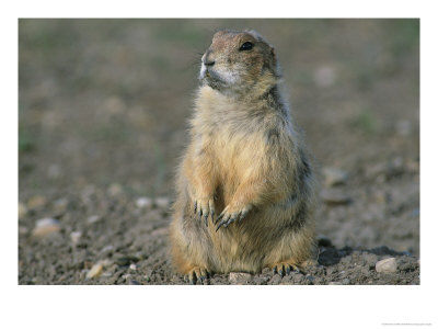 Close View Of A Prairie Dog by Annie Griffiths Belt Pricing Limited Edition Print image
