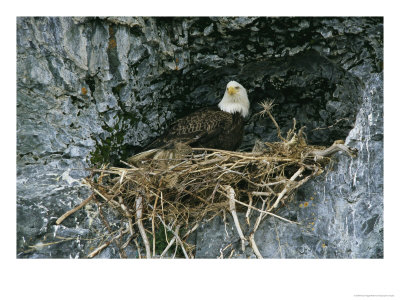 An American Bald Eagle Perches In Its Nest by Klaus Nigge Pricing Limited Edition Print image