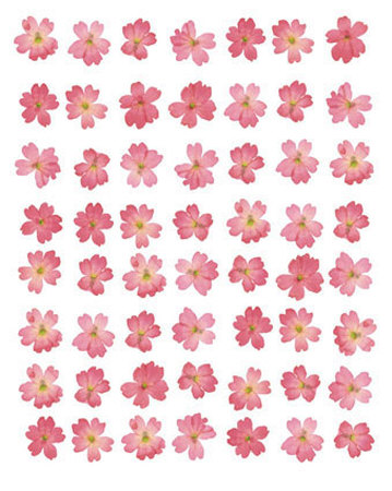 Eight Lines Of Pink Flowers by Tasmin Phoenix Pricing Limited Edition Print image