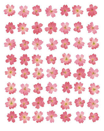 Eight Lines Of Pink Flowers by Tasmin Phoenix Pricing Limited Edition Print image