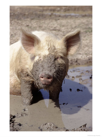 Close-Up Of Muddy Pig In Puddle by Ray Hendley Pricing Limited Edition Print image