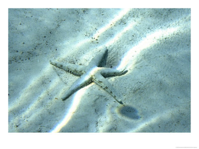Sea Star Abstract by Georgienne Bradley Pricing Limited Edition Print image
