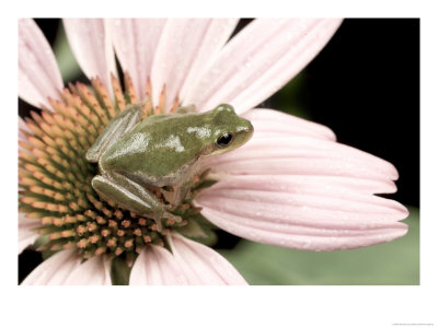 Squirrel Treefrog On Echinacea Flower, Florida, Usa by Maresa Pryor Pricing Limited Edition Print image