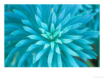 Euphorbia, Roche Harbor, Washington, Usa by Rob Tilley Pricing Limited Edition Print image