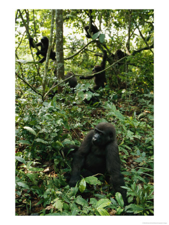 A Group Of Gorillas In One Of Gabons New National Parks by Michael Nichols Pricing Limited Edition Print image