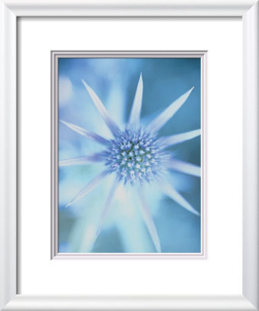 Sea Holly by Carol Sharp Pricing Limited Edition Print image