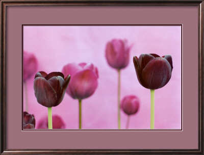 Purple Tulips by Sybylle Pietrek Pricing Limited Edition Print image