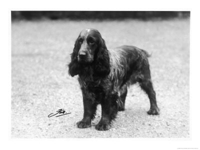 Lucky Star Of Ware Breed by Thomas Fall Pricing Limited Edition Print image