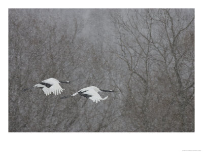 Pair Endangered Red-Crowned Cranes Flying In Snow (Grus Japonensis) by Roy Toft Pricing Limited Edition Print image
