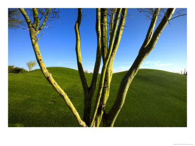 A Palo Verde Tree And A Green Golf Course by Raul Touzon Pricing Limited Edition Print image