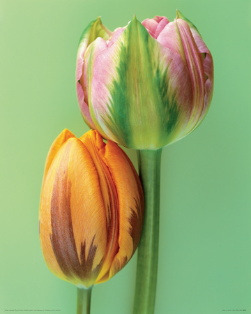 Tulips On Green by Fleur Olby Pricing Limited Edition Print image