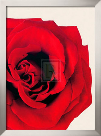 Romatic Blooming Red Rose by Will Taylor Pricing Limited Edition Print image