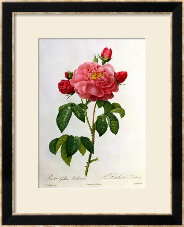 Rosa Gallica Aurelianensis by Pierre-Joseph Redouté Pricing Limited Edition Print image
