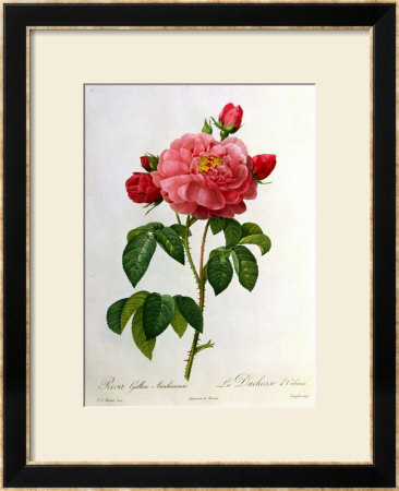 Rosa Gallica Aurelianensis by Pierre-Joseph Redoute Pricing Limited Edition Print image