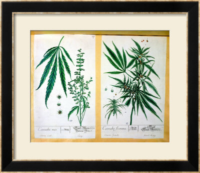 Cannabis Mas And Cannabis Foemina, From Herbarium Blackwellianum, 1757 by Elizabeth Blackwell Pricing Limited Edition Print image