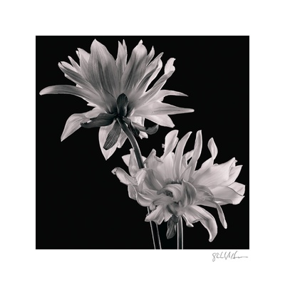 Dahlia by Michael Harrison Pricing Limited Edition Print image