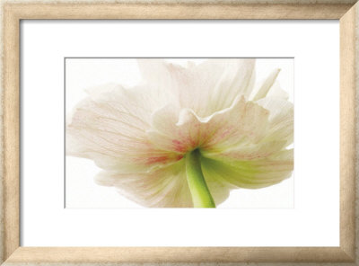 Anemone by Barbara Bordnick Pricing Limited Edition Print image